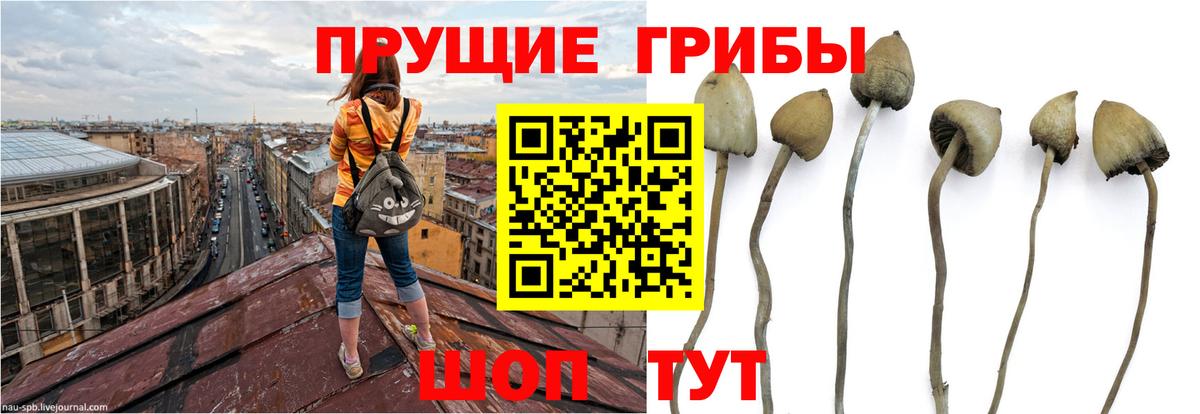 Псилоцибиновые грибы GOLDEN TEACHER Краснотурьинск